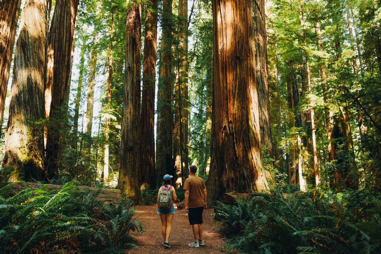 Redwood forest trail with towering trees